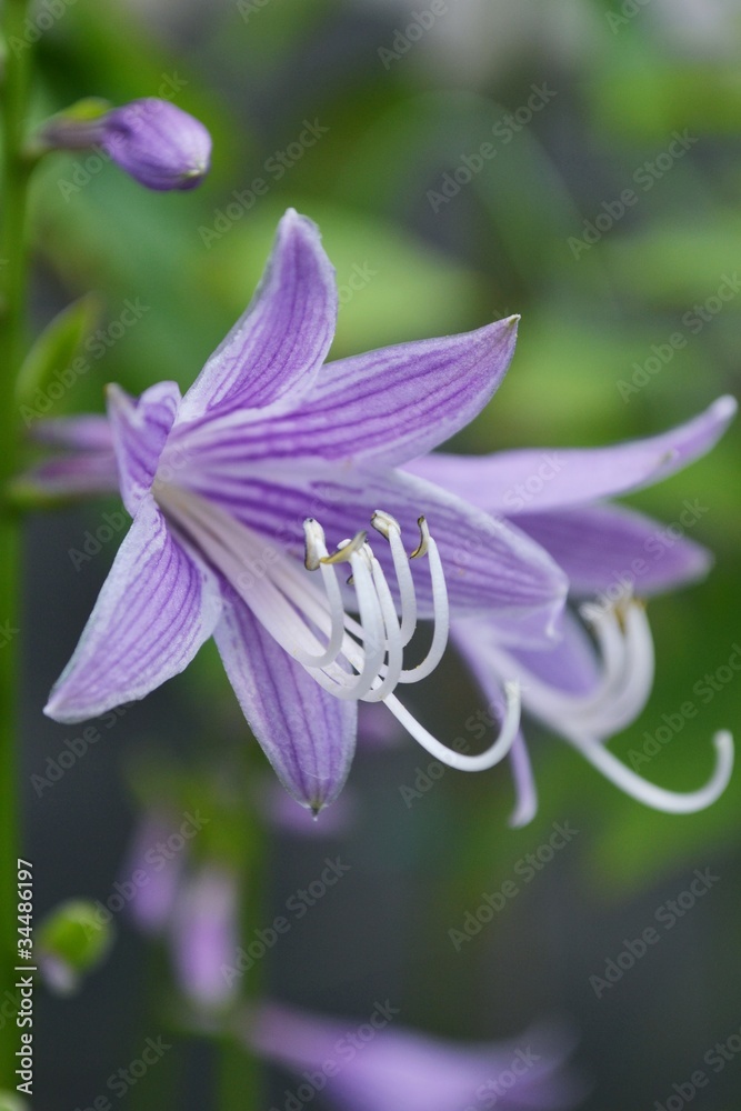 Fototapeta premium ギボウシのアップ