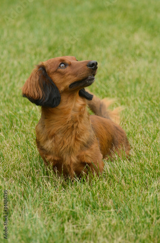 Red Long-Haired Dachshund