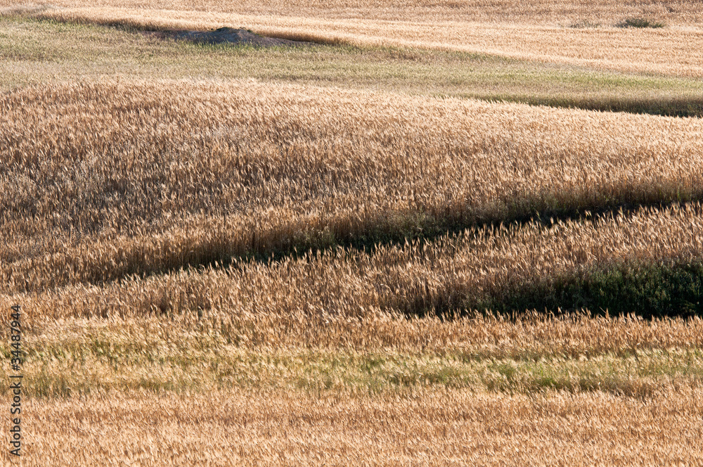Fototapeta premium Wheat field