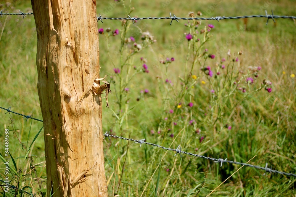 Zaun mit Blumenwiese