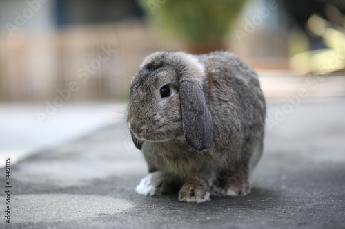 cute lop rabbit bunny in close up