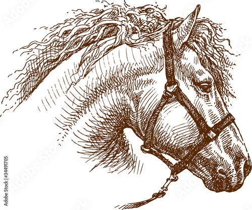 Horse