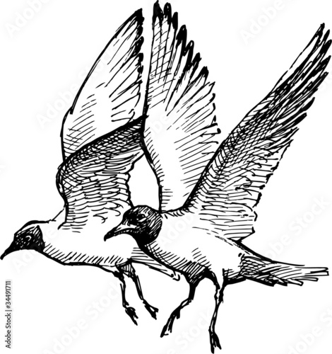Gulls