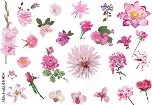 pink isolated flowers set