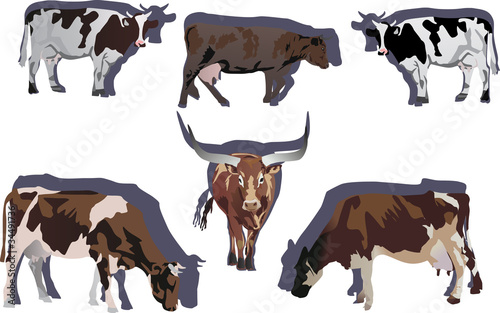 six bulls and cows illustration