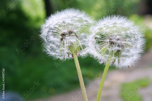 Dandelions