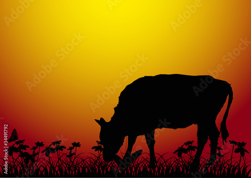 cow on field at sunset