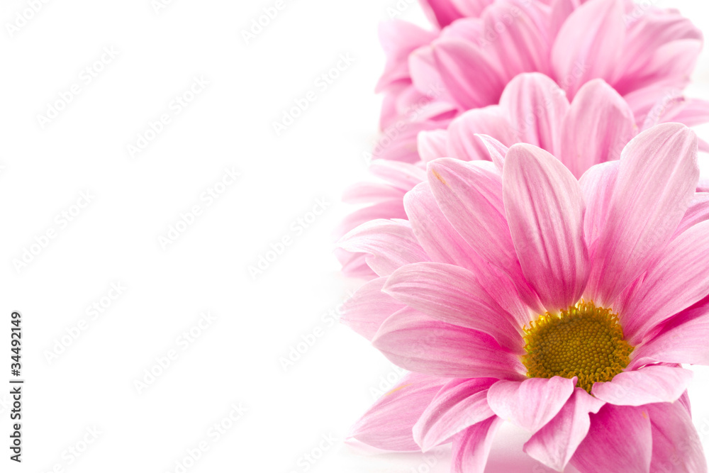 flowers flowers