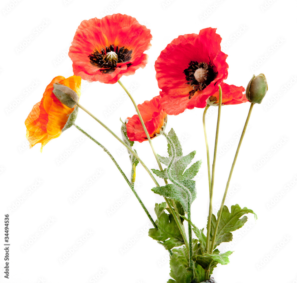 Obraz premium red poppies isolated on white