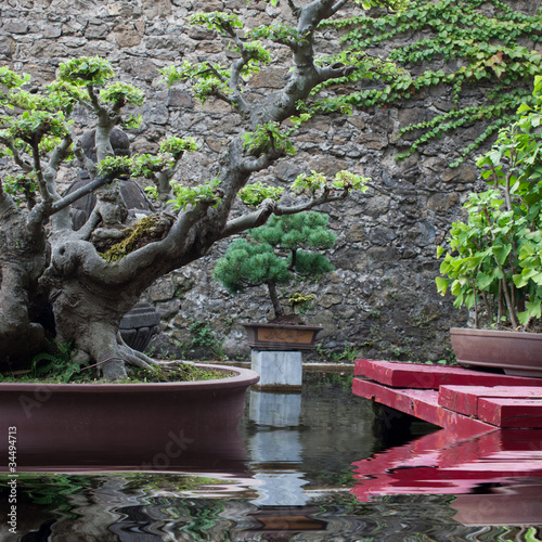 Bonzai avec reflet photo