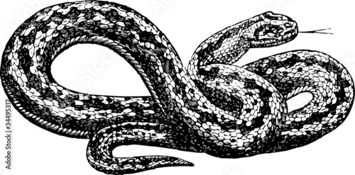 Boa
