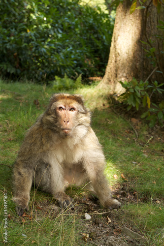 Macaque monkey