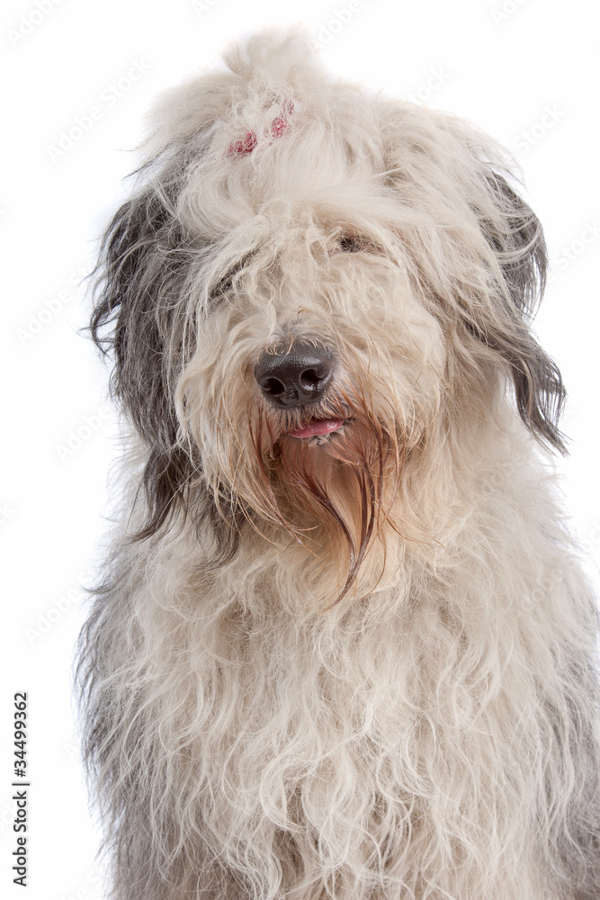 Old English Sheepdog