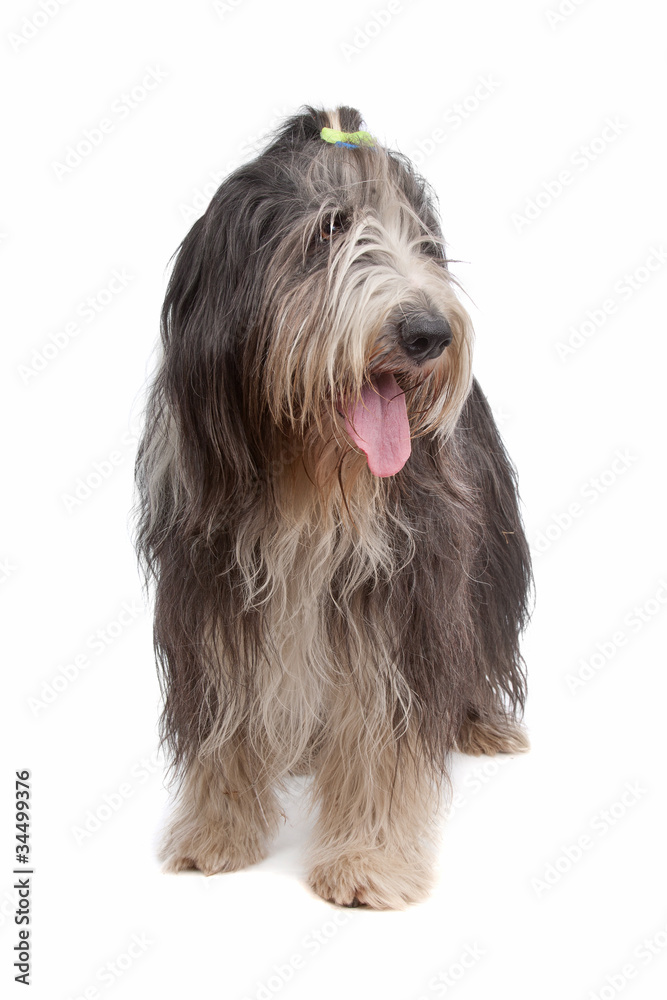 Bearded Collie