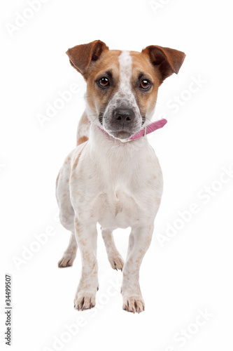 Jack russel Terrier © Erik Lam