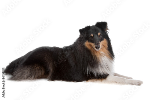 shetland sheepdog © Erik Lam