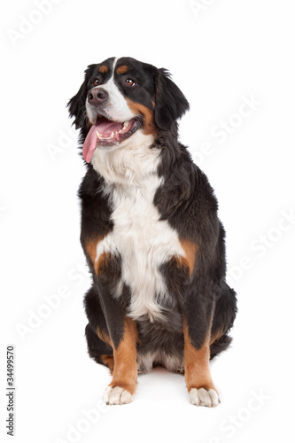 Bernese Mountain Dog