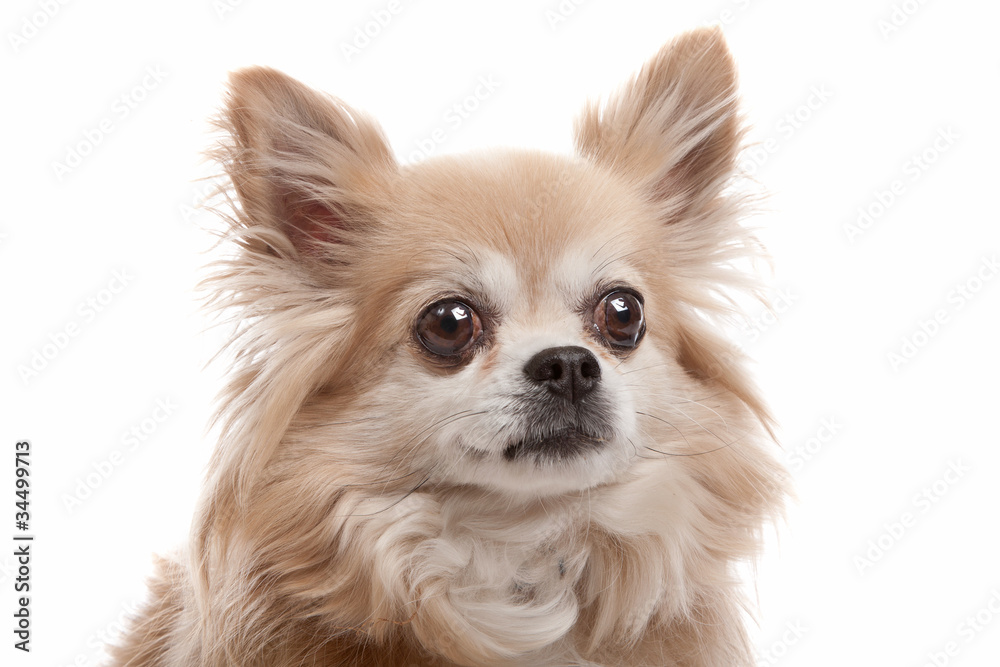 Obraz premium Long haired chihuahua