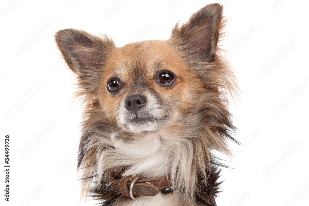 Long haired chihuahua