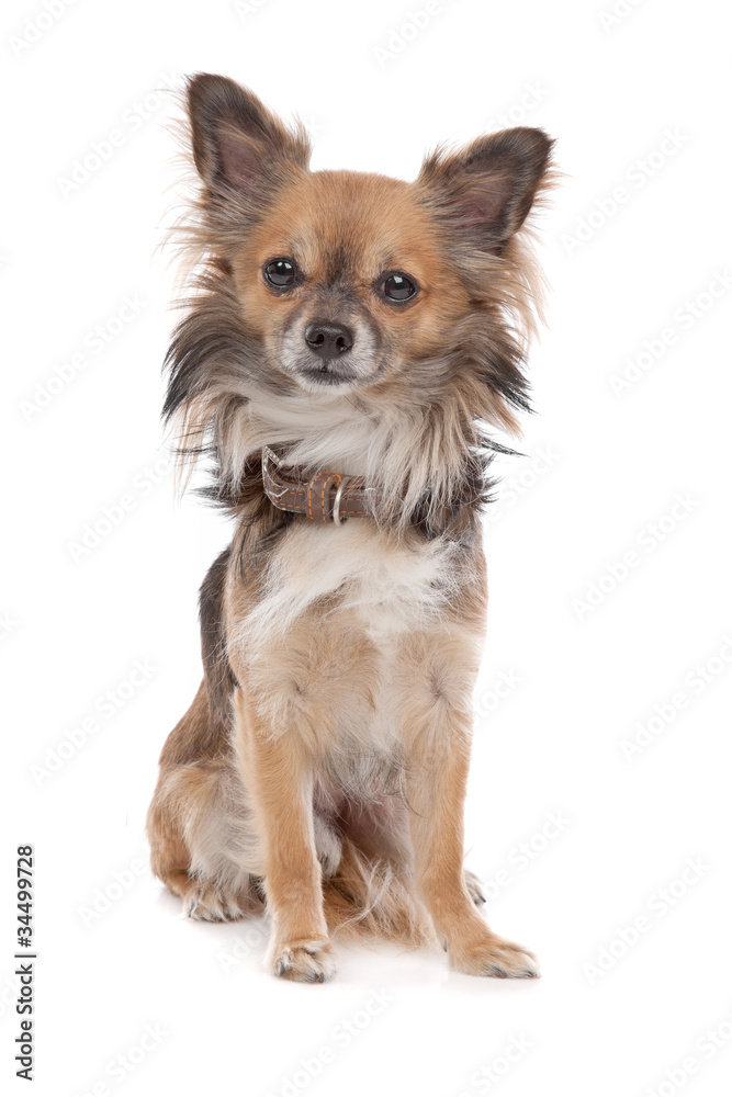 Long haired chihuahua Long haired chihuahua