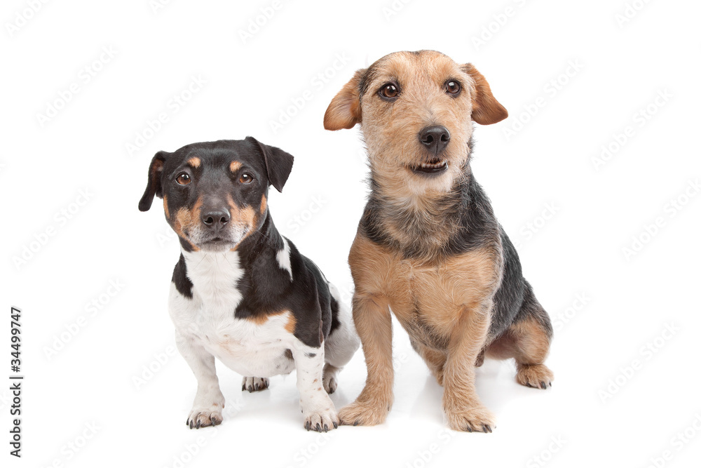 Jack Russel Terrier dog and a mixed breed dog