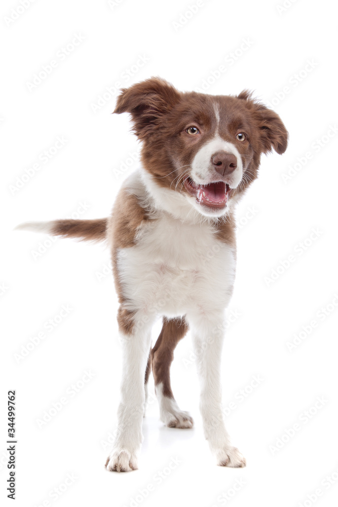 border collie puppy