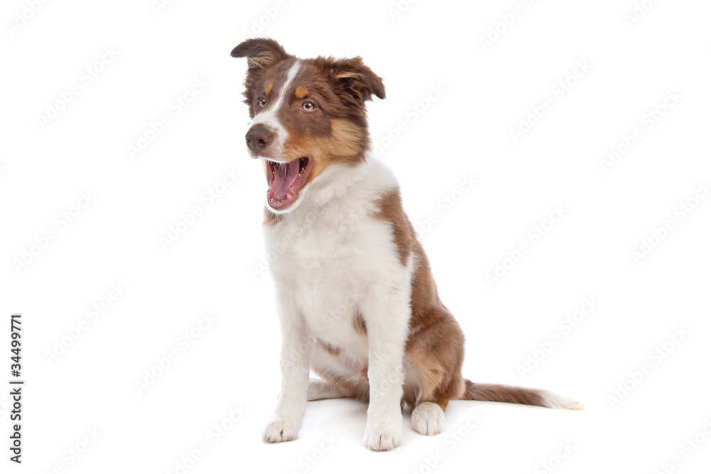 border collie puppy