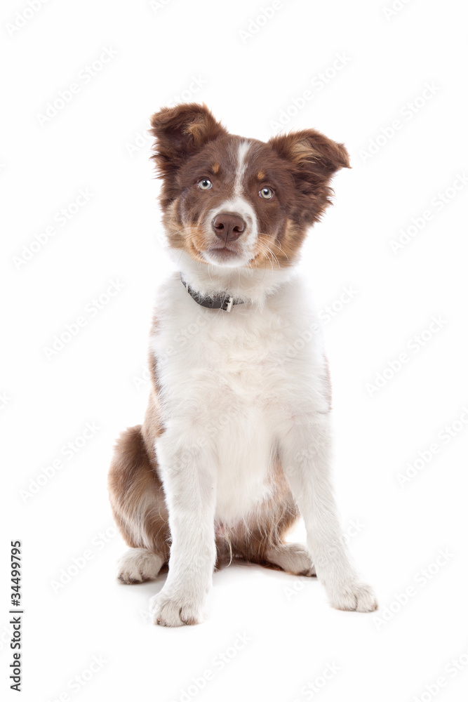 border collie puppy - obrazy, fototapety, plakaty 