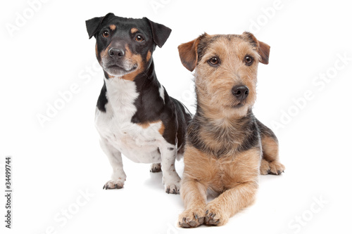 Jack Russel Terrier dog and a mixed breed dog © Erik Lam