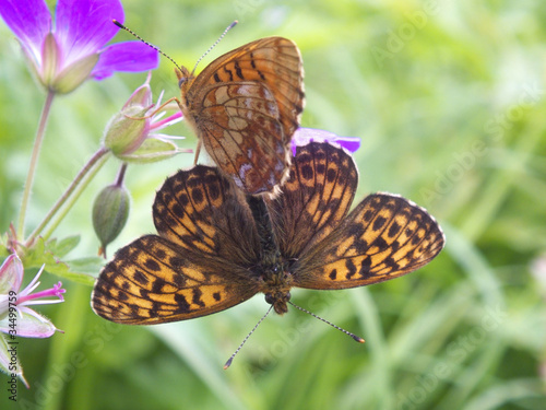 Schmetterlinge paaren sich photo