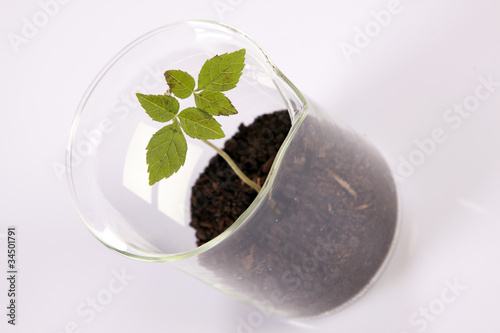 Ecologic laboratory, seedlings