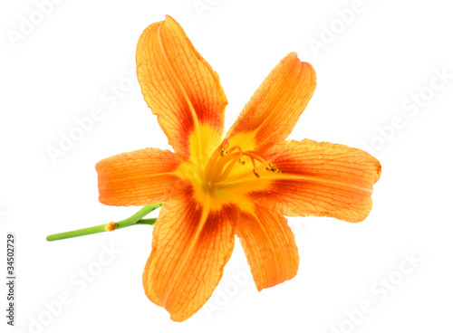 Orange Lilies isolated over white background