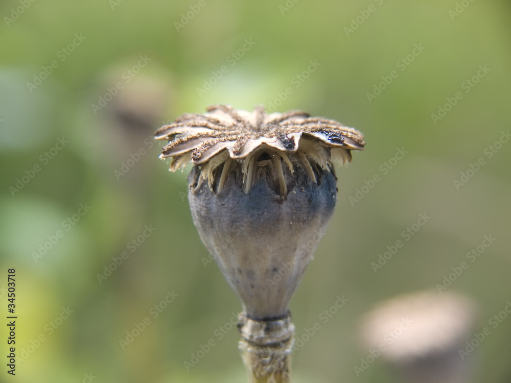 Fototapeta premium Mohn Samenkapsel