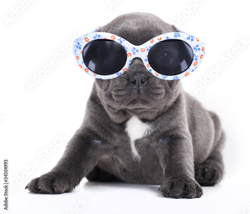 french bulldog puppy in sunglasses © liliya kulianionak