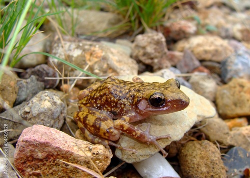 Uncommon Spotted Chirping Frog, Eleutherodactylus photo