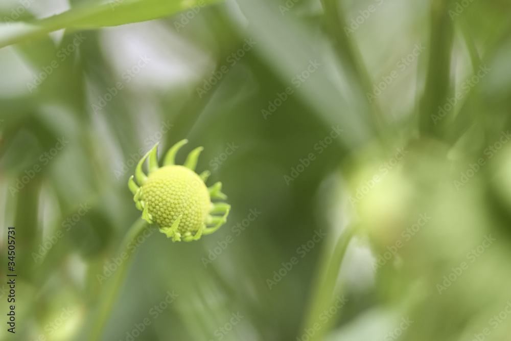 flower bud, green natural background flower bud, green natural background