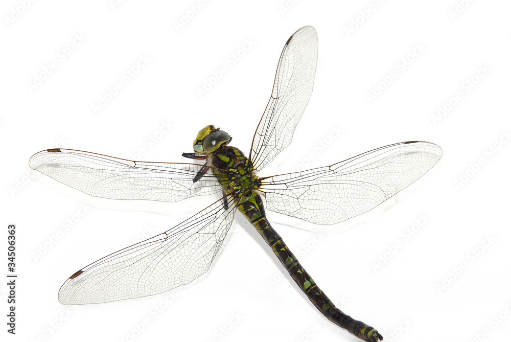 Dragonfly Dragonfly