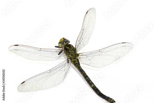 Dragonfly © luzitanija