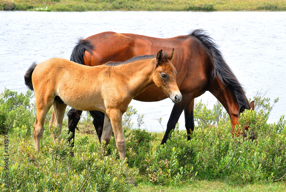 Obraz premium New Forest Horses
