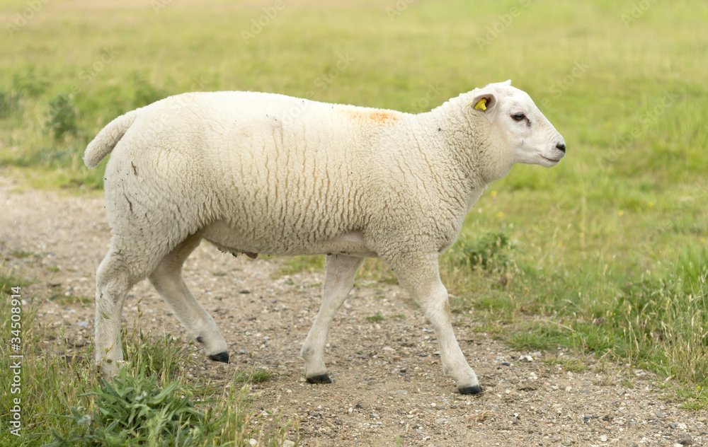 Young sheep walking on path Young sheep walking on path