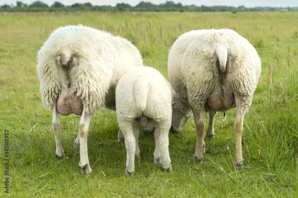 Group of sheep