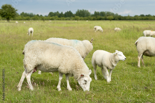 Group of sheep