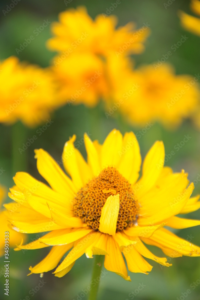 A yellow blooming flower on the background of other. A yellow blooming flower on the background of other.