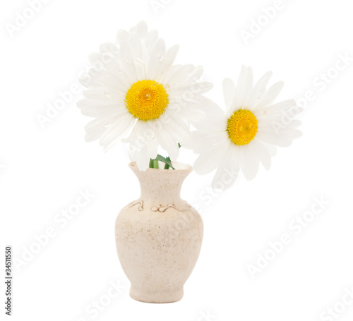 daisy in a vase