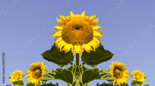 symmetrical sunflowers composition