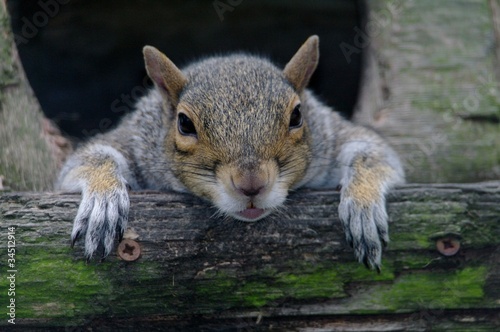 Bemused squirrel