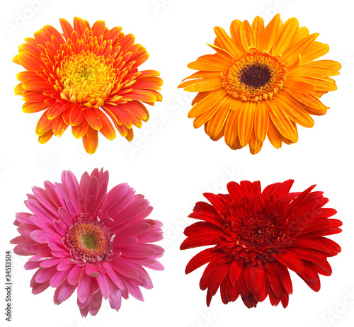 Four different daisies isolated on white