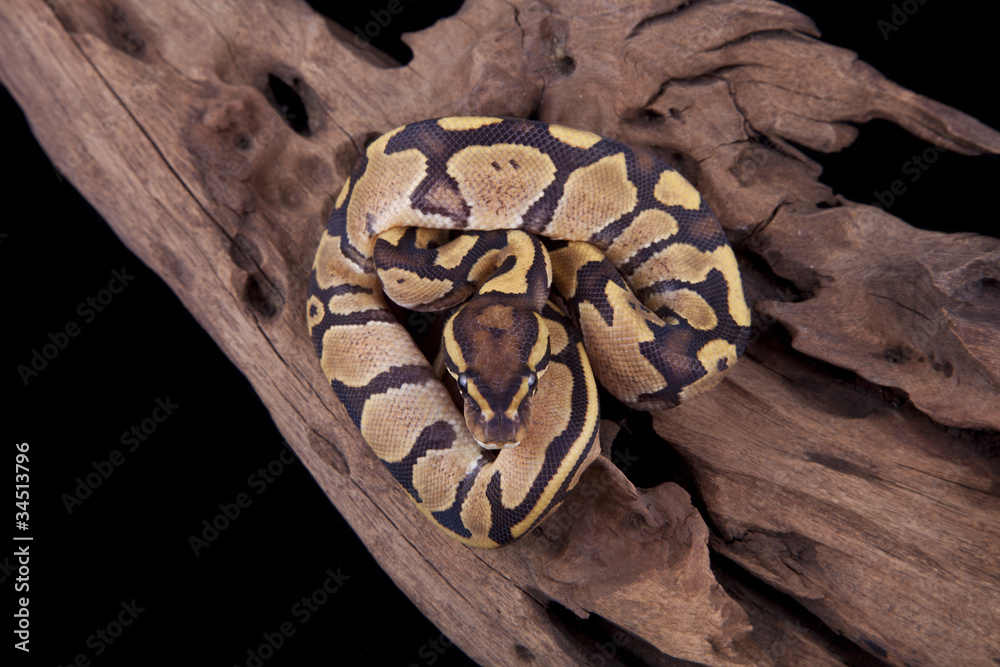 Obraz premium Baby Ball or Royal Python, Fire morph, on a piece of wood
