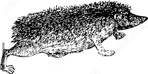 Igel