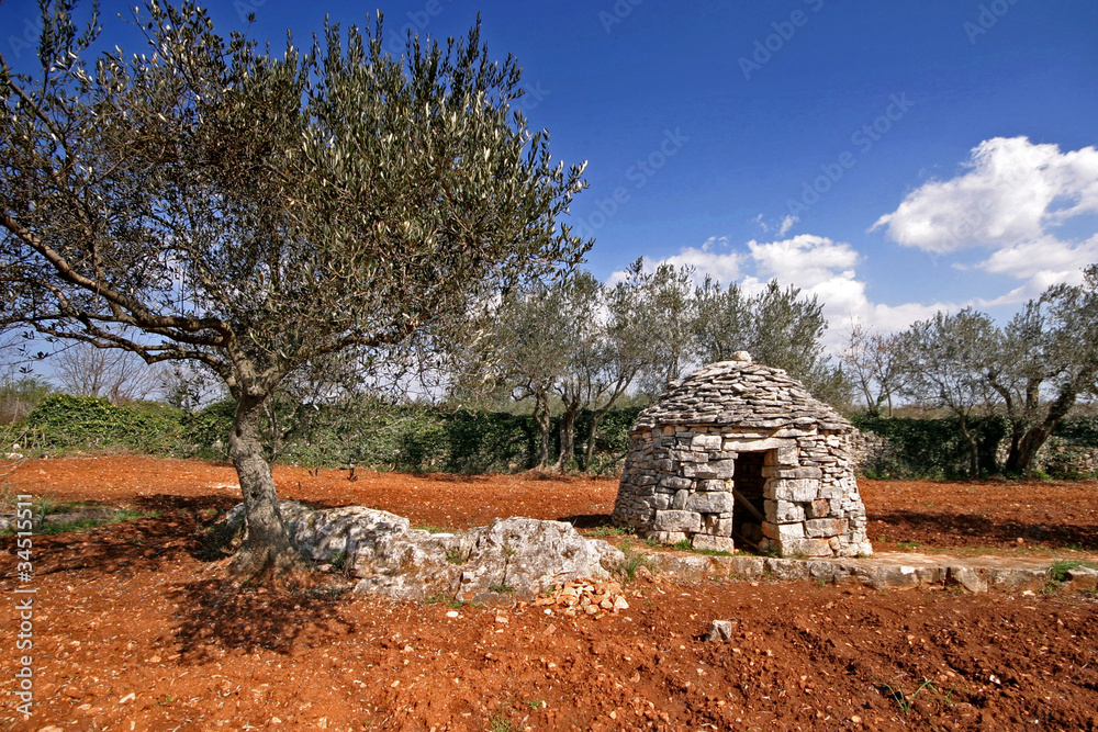 Obraz premium Red Istrian soil, stonemade shelter and olive trees